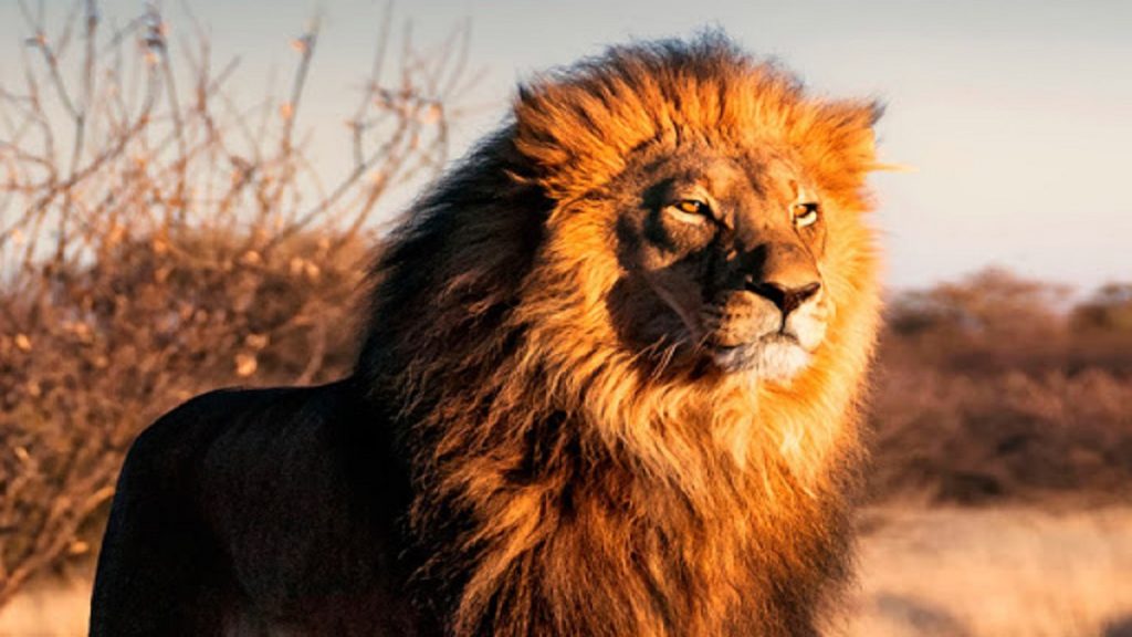 Foto de um leão na savanas africanas, Declaração do Imposto de Renda 2020: conheça as mudanças